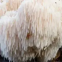 Lions Mane mushroom